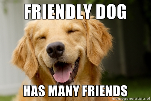 friendly friday friendly dog meme
