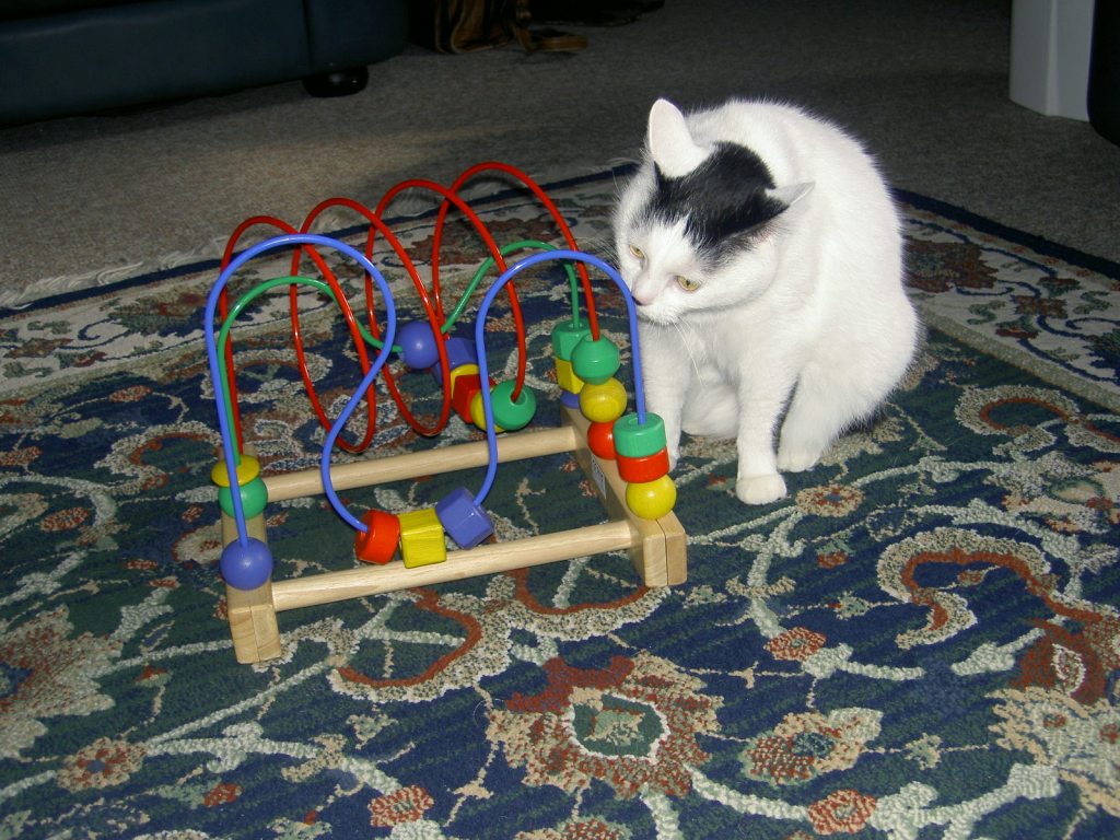 Joy the Cat inspecting alien technology.
